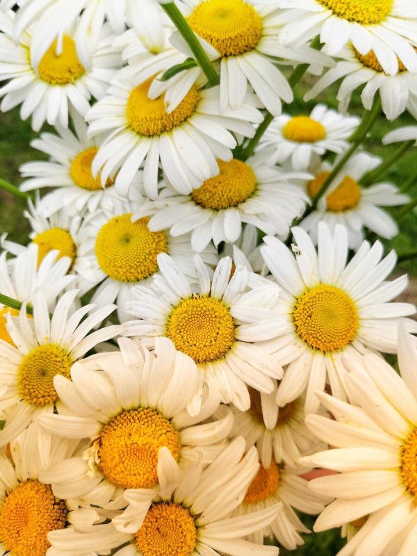 открытка с ромашками