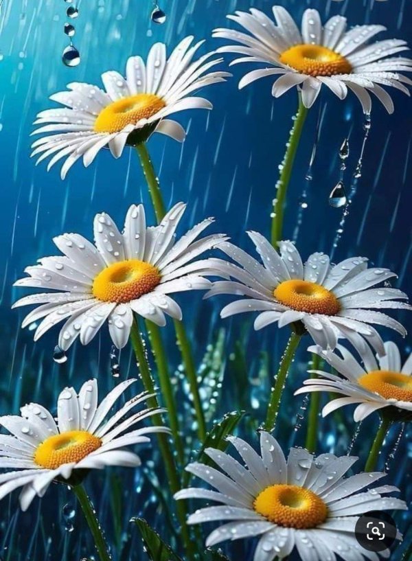 природа ромашки