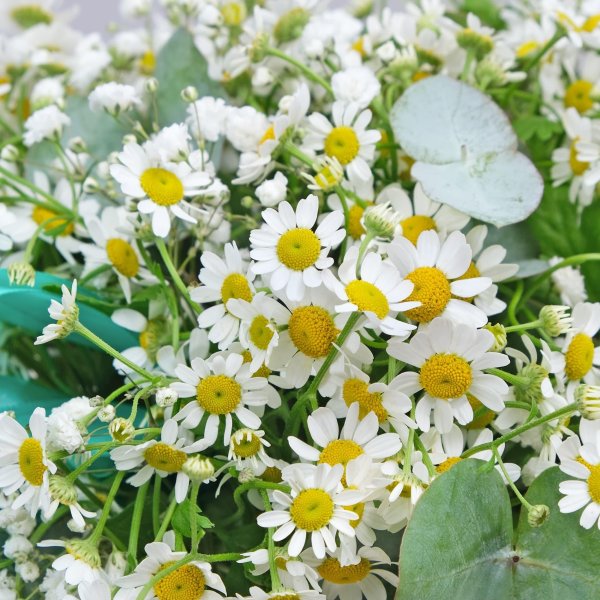 ромашки и гипсофилы