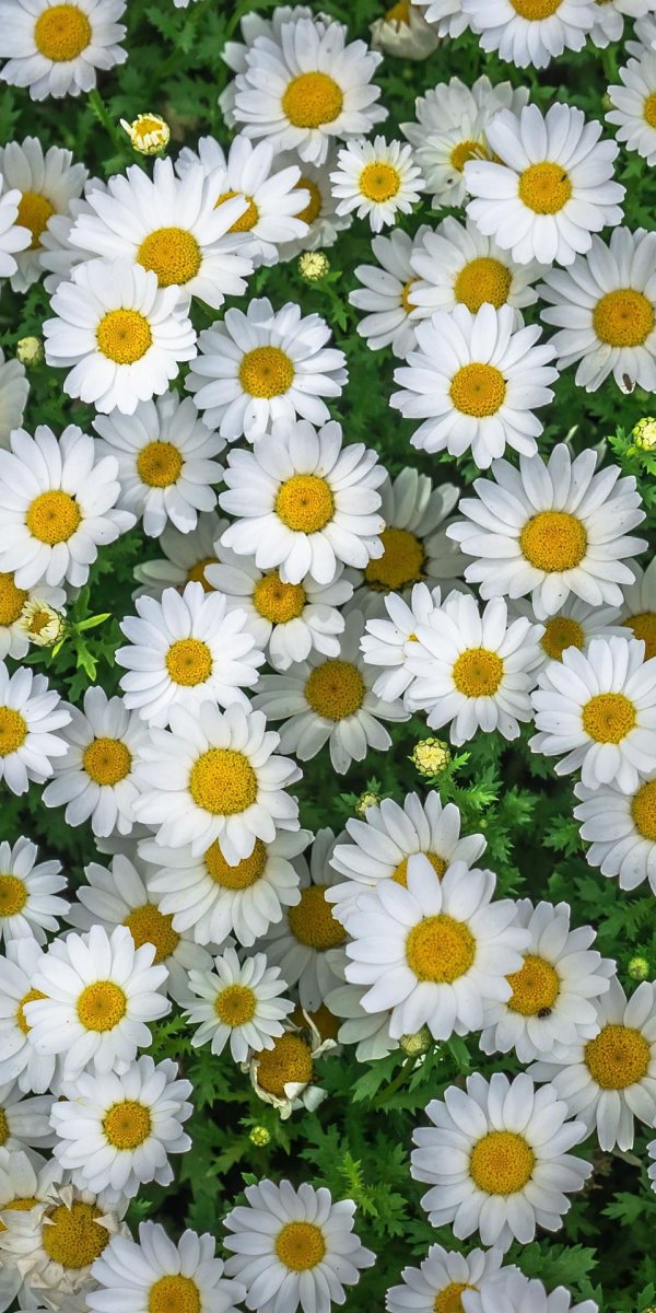 ромашки дейзи флауэр