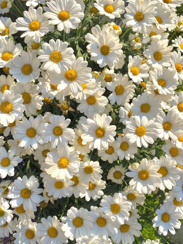 аргирантемум ромашковое дерево