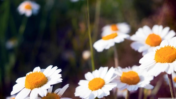 с ромашками