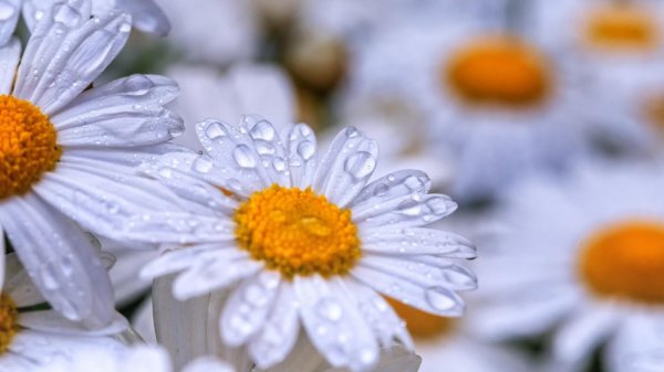 ромашки в росе