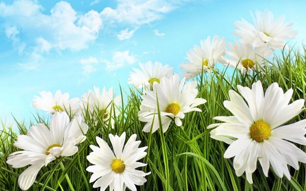 ромашковое поле