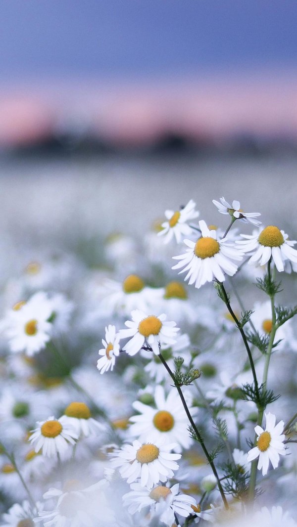 matricaria chamomilla