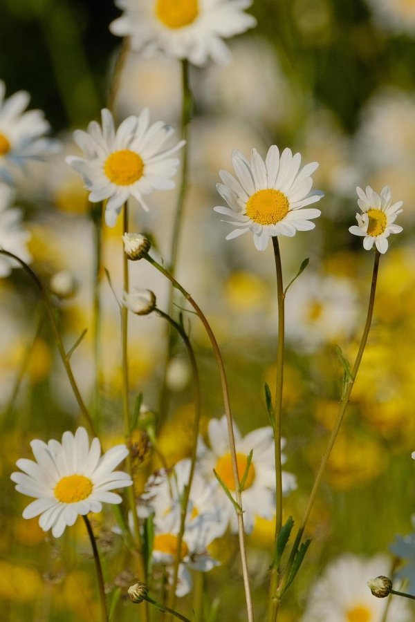 ромашек поле