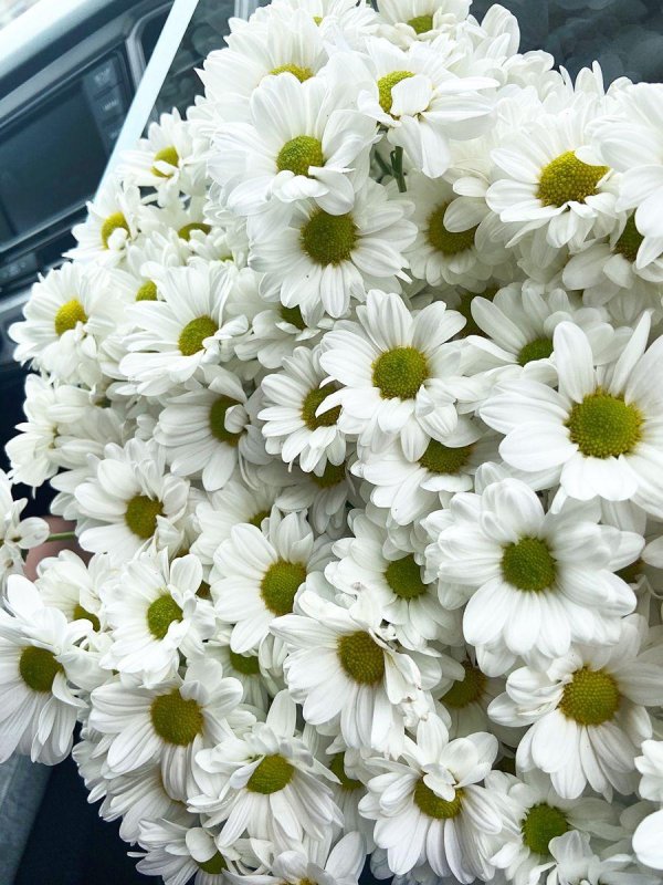 хризантема кустовая ромашковая