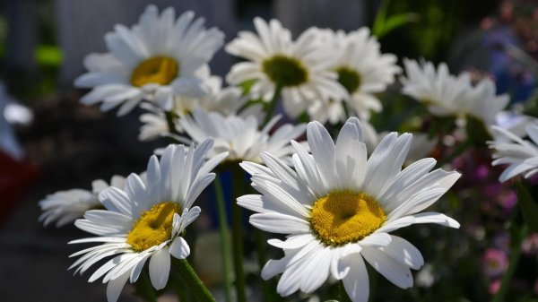 нивяник обыкновенный