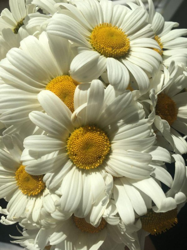 большие ромашки