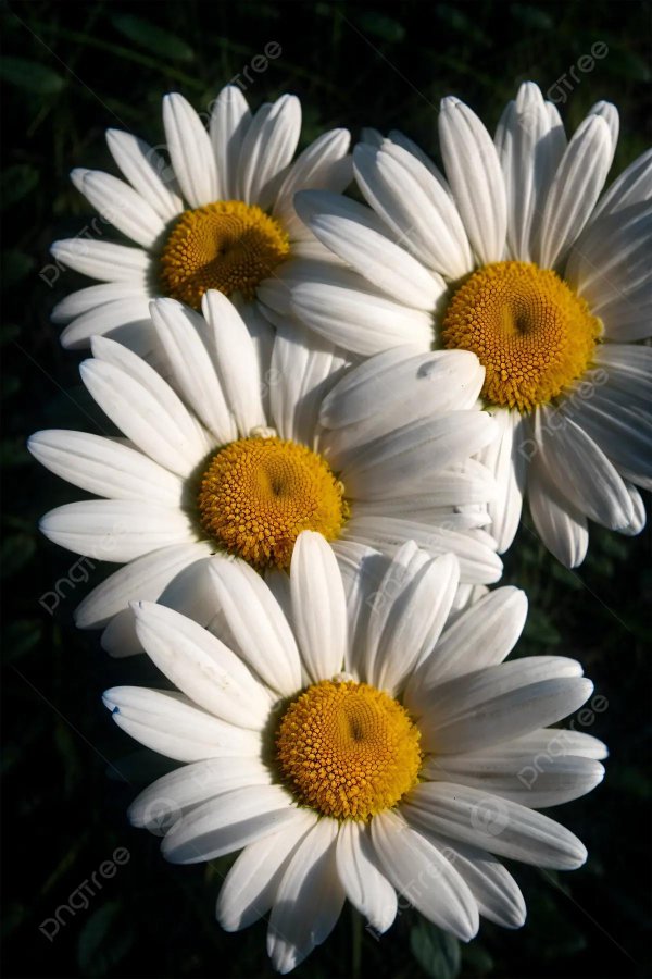 луговая ромашка