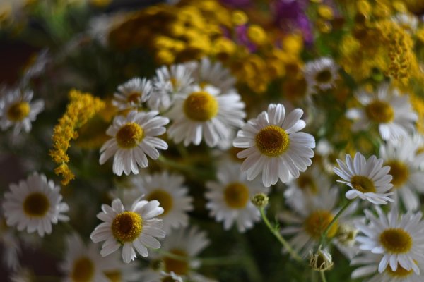 коричневые ромашки