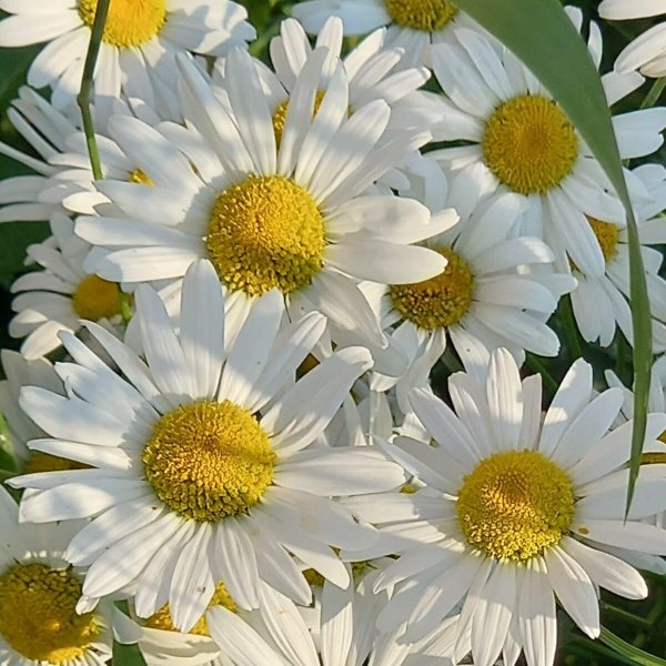 ромашки белые