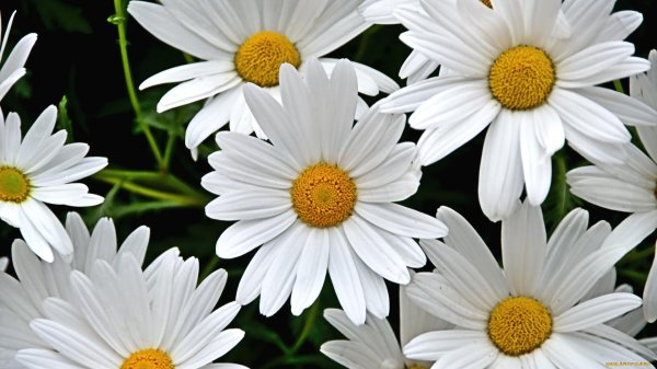 ромашка садовая