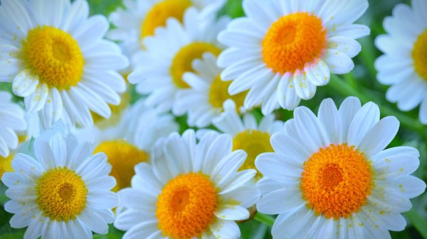 яркие ромашки