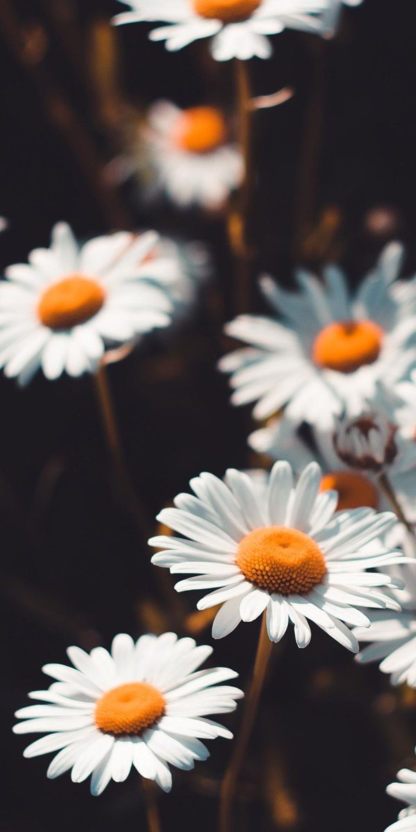 цветы эстетика ромашки