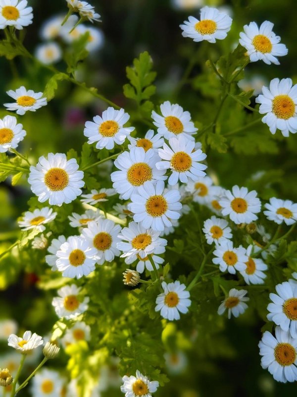 матрикария пиретрум