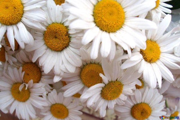 букет ромашек