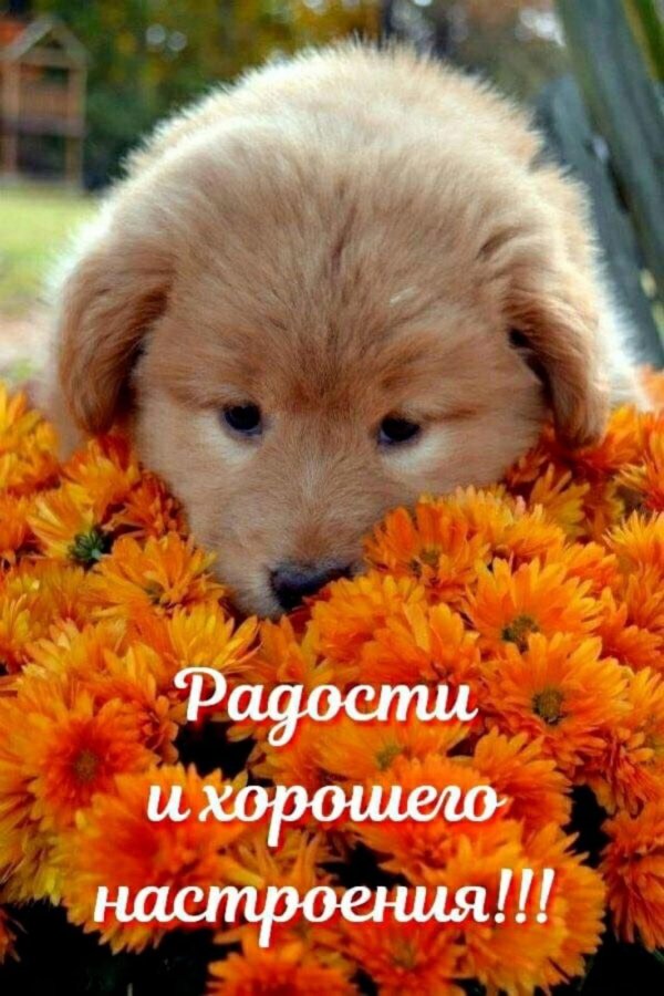 голден ретривер