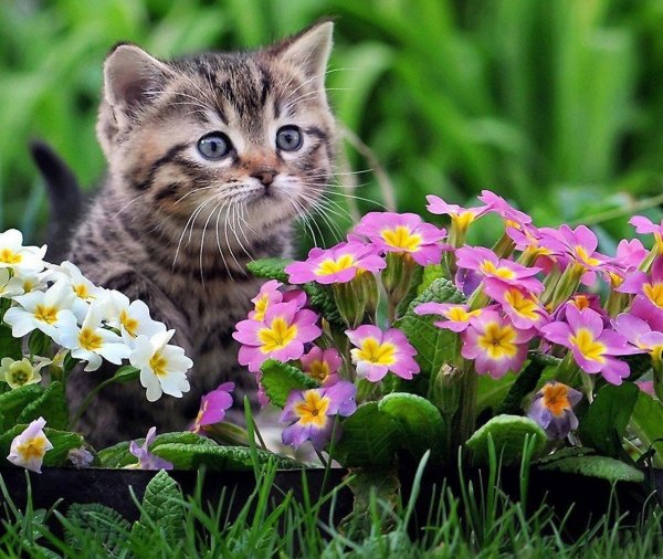 летние котики