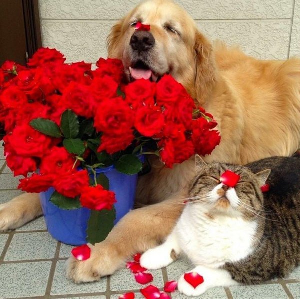 ретривер золотистый