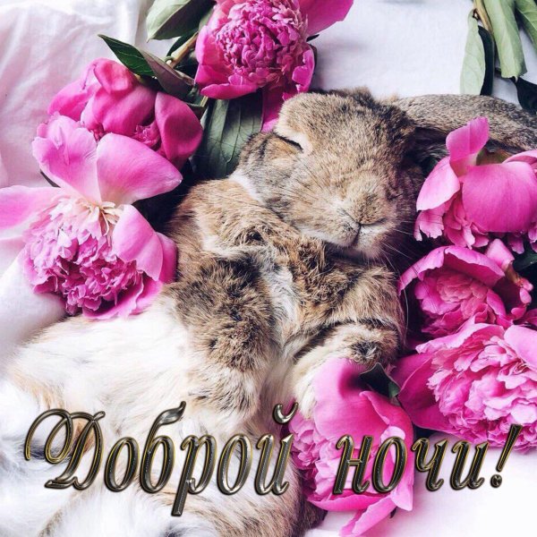 зайчик проснулся