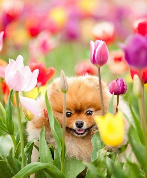 шпиц померанский