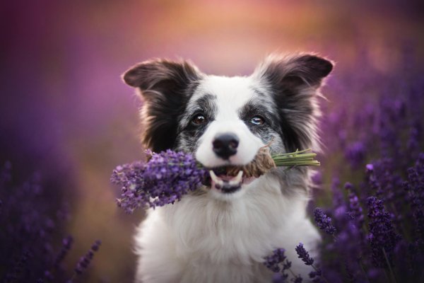 border collie