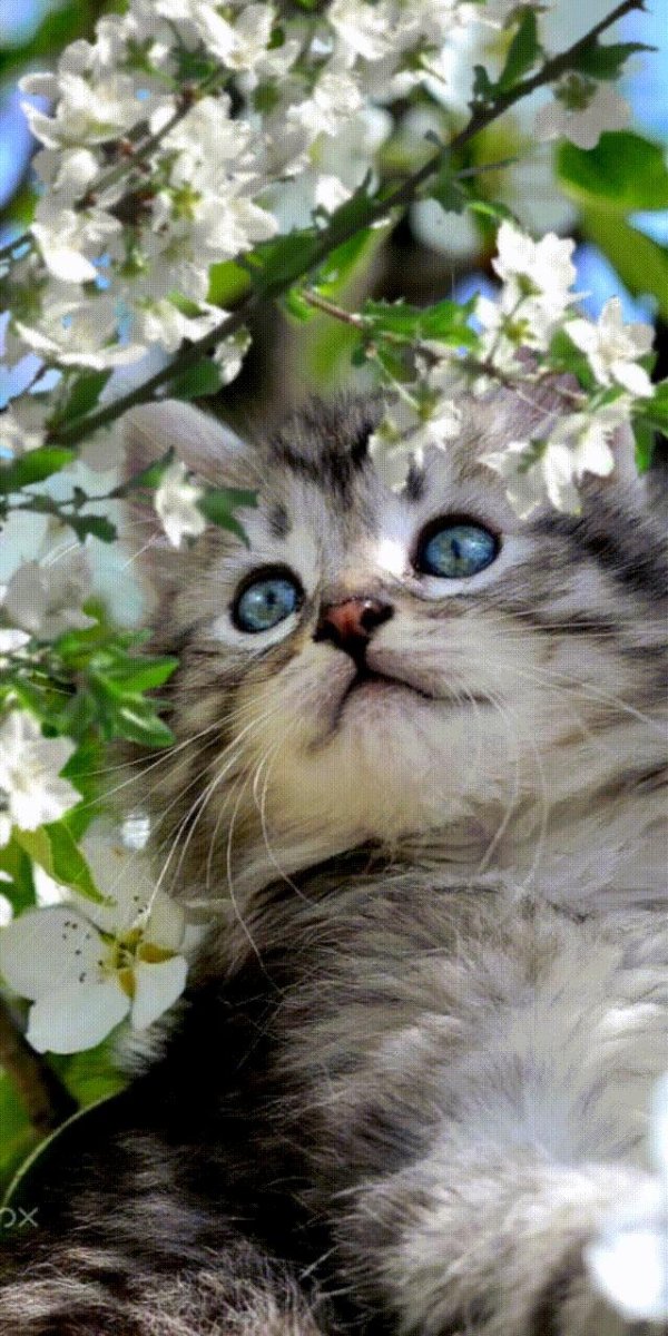 весенние коты