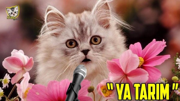 котики с цветочками