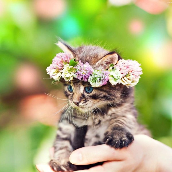 милые котенок