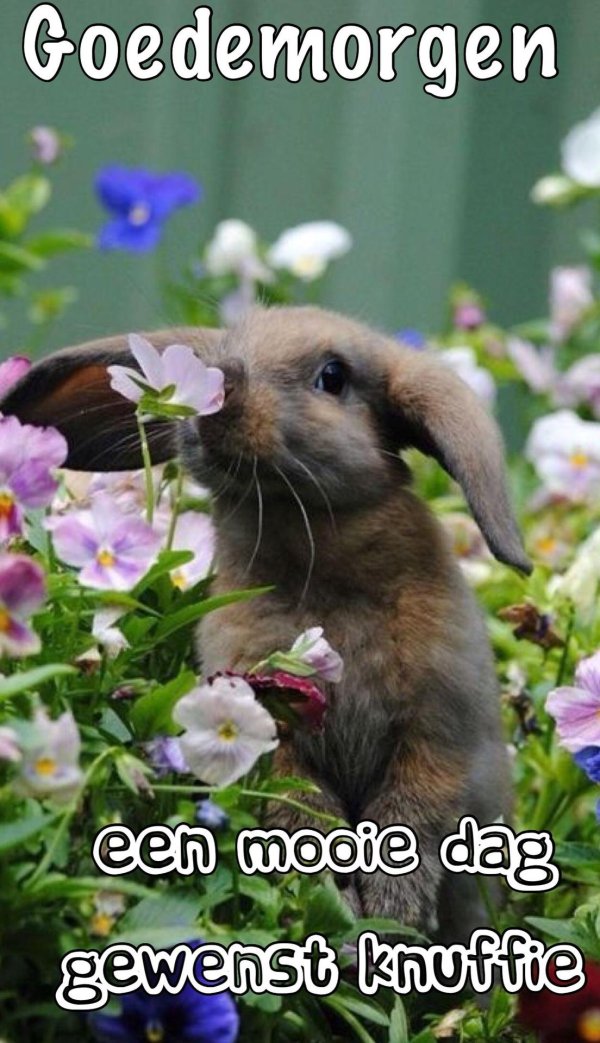 милые кролики