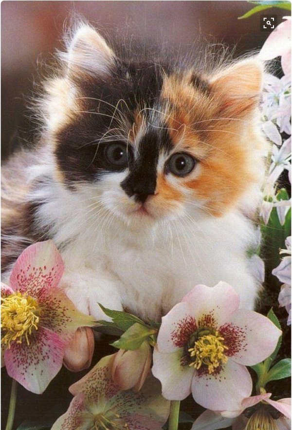 очаровательные кошки