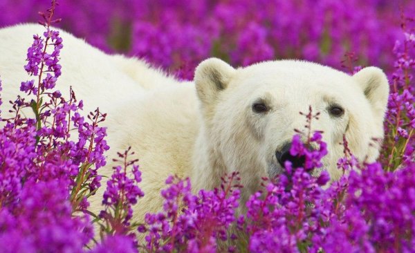 медведи белые