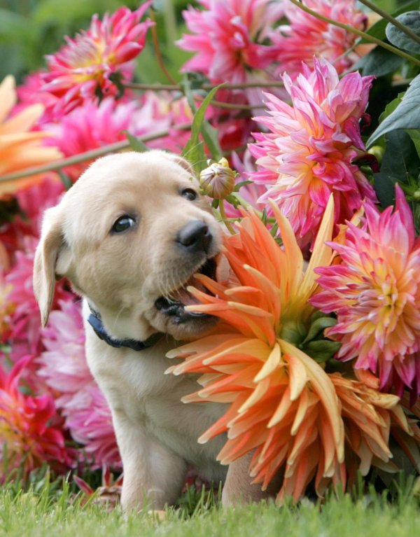 щеночек в цветах