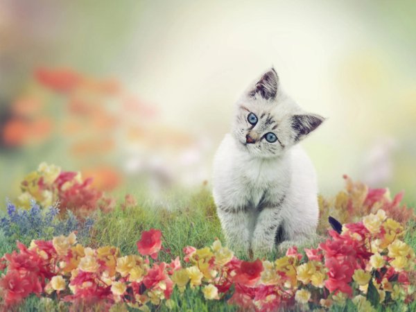 котики красивые