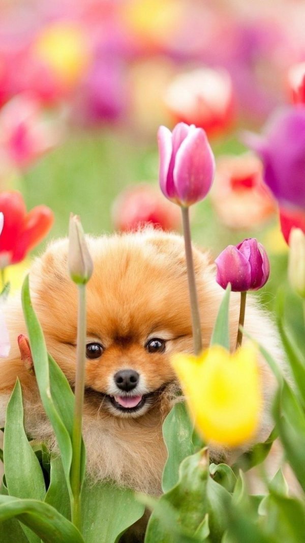 шпиц померанский