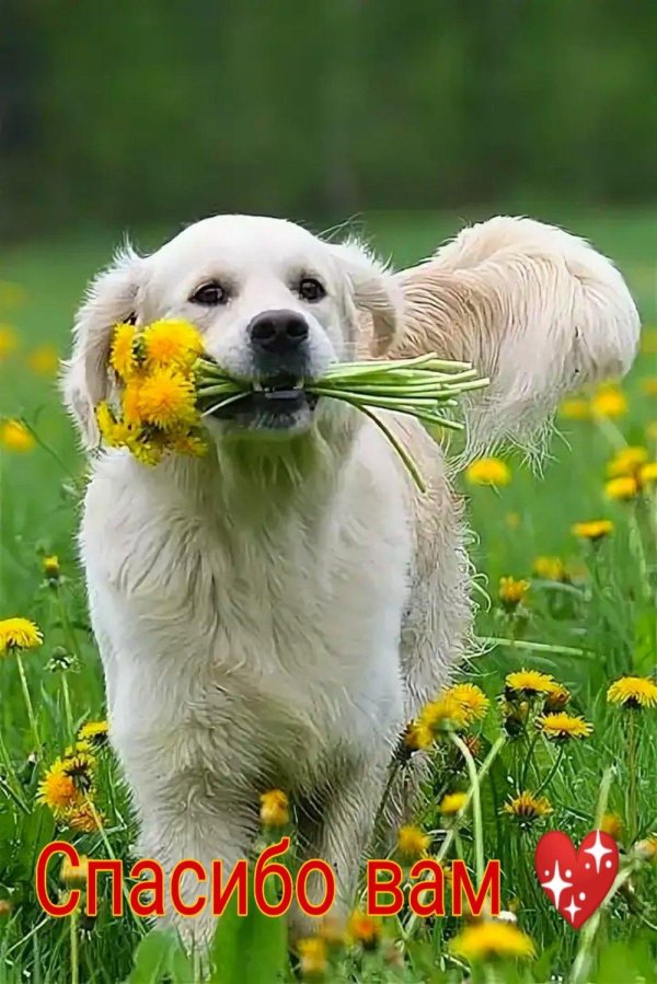 голден ретривер