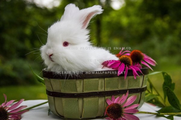 кролик ангорский