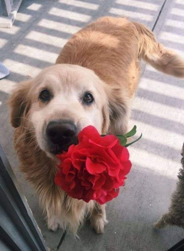 ретривер золотистый