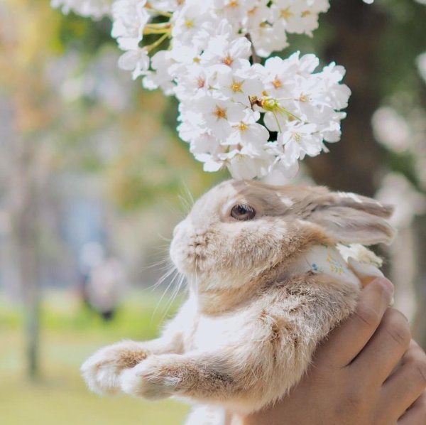 кролик весна