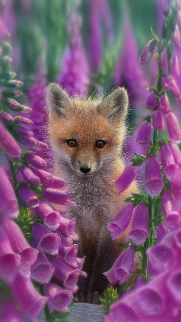 детеныши лисы