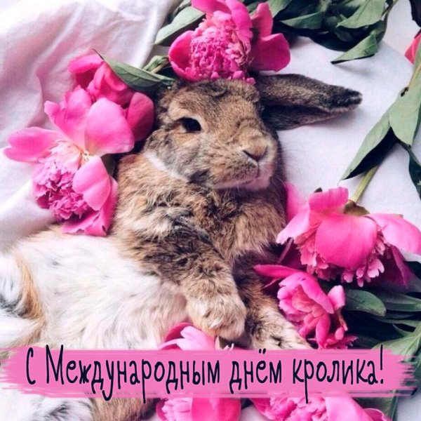 международный день кролика