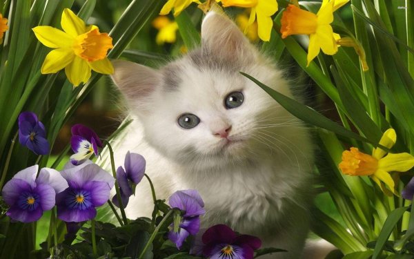 очаровательные котята