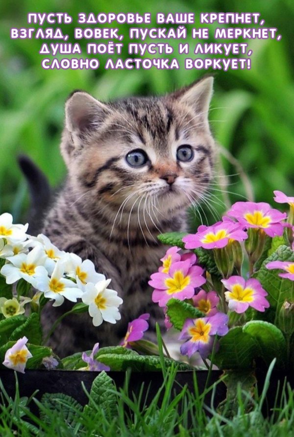 очаровательные котята