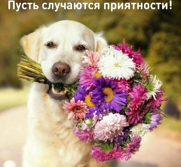 собачка с букетом