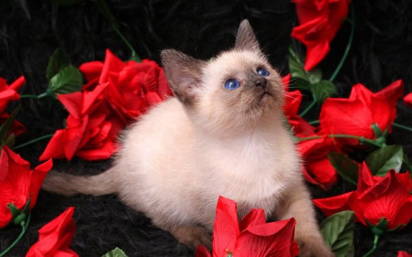 сиамская кот