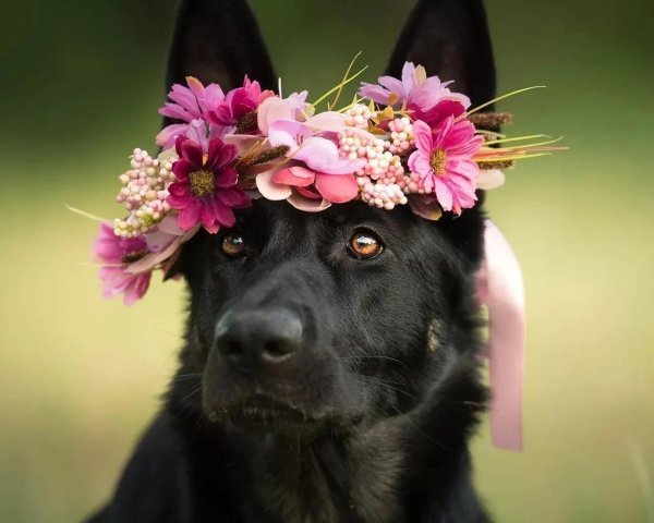 красивые собаки