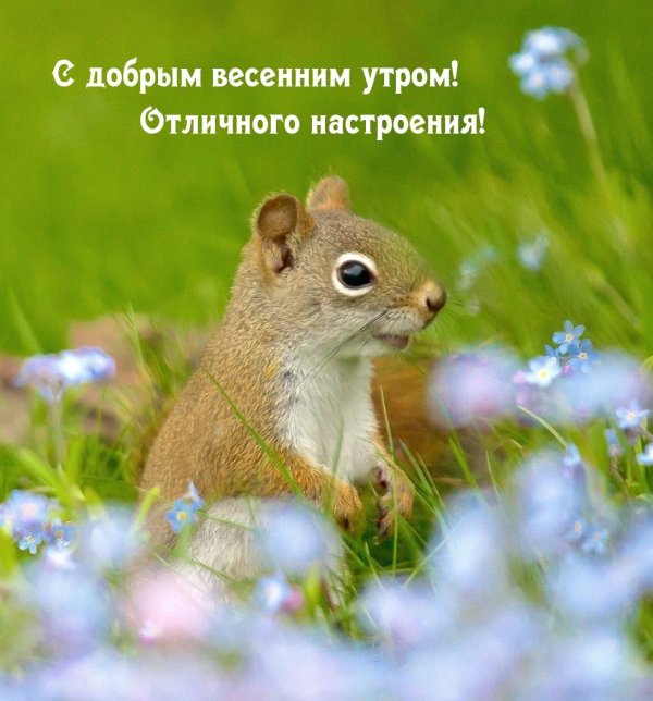 весенние животные