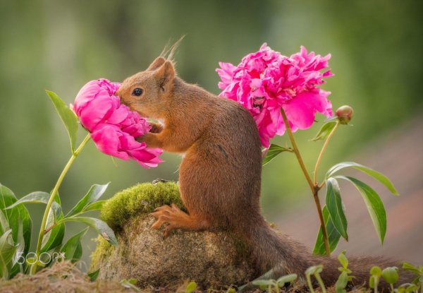 животные весной