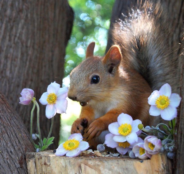 природа животные